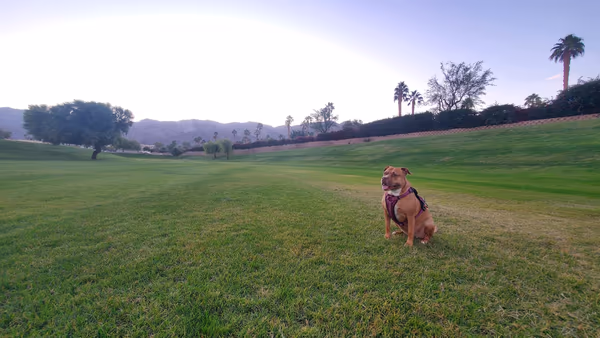Seasons Dog Park